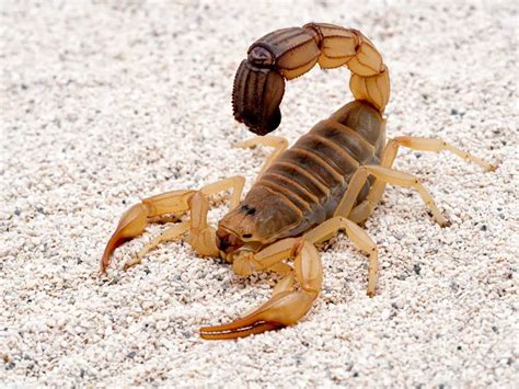 The 5 Most Dangerous Scorpion Species In The World - The Spider Blog