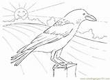 Crow Outline Drawing Sketch Coloring Page sketch template