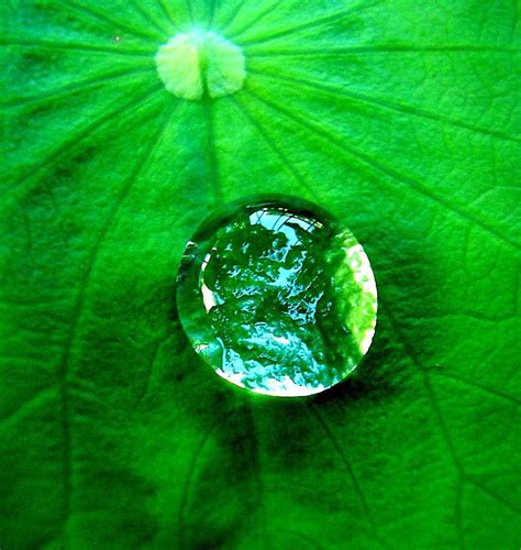 Water Drops on Leaf Photo, Natural Water Drops on Leaf, 852x900, #18824