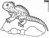 Iguana Coloring Page At GetColoringscom  Free printable Colorings sketch template