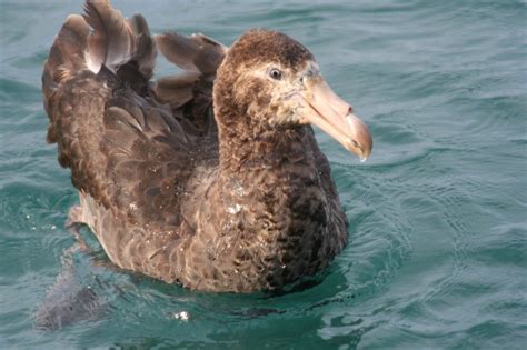 Giant Petrels are Awesome - 10,000 Birds