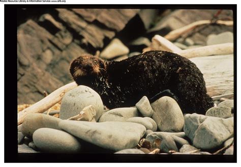Exxon Valdez Oil Spill - ACE6 | ARLIS Reference | Flickr