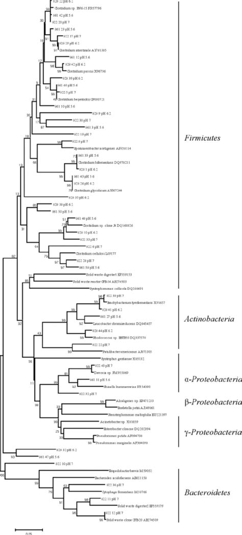 Phylogenetic tree of representative Bacteria sequences recovered from ...