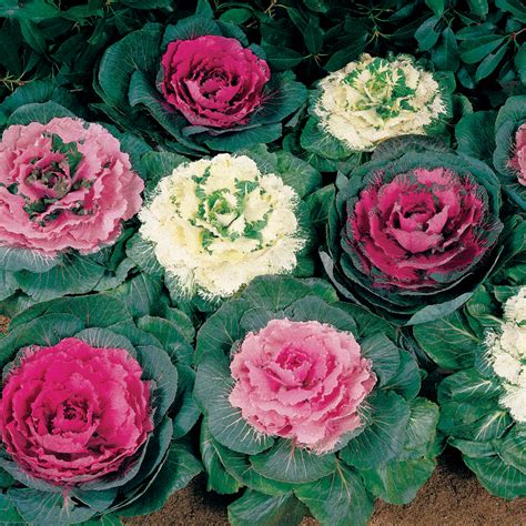 Color Up Mix Hybrid Ornamental Cabbage Seeds | Ornamental cabbage, Cabbage flowers, Cabbage flower