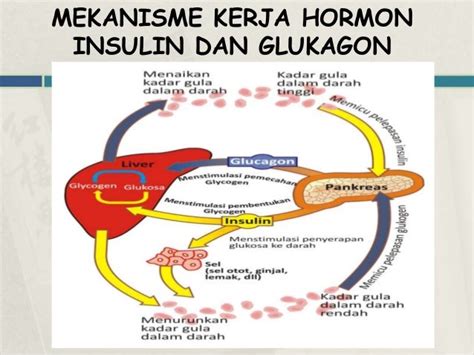 insulin dan glukagon by indmal’s