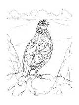 Quails coloring Pages  Free Coloring sketch template