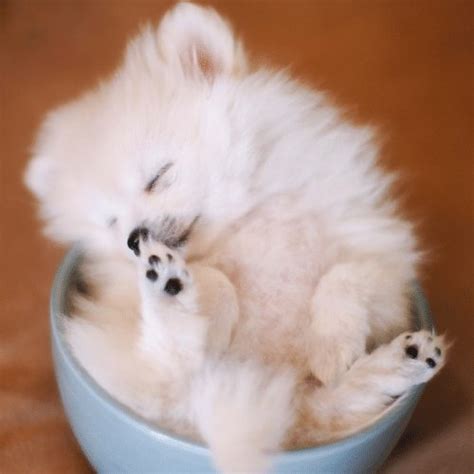 Teacup Pomeranian - Breed Profile & Information - SpiritDog Training