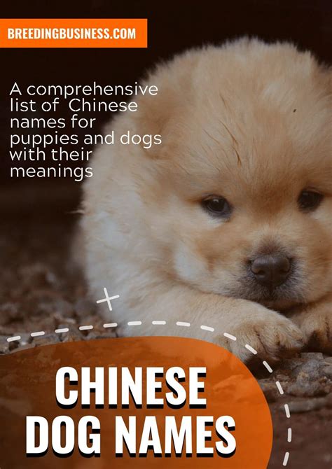 200+ Chinese Dog Names for Asian Puppies (Inspired By Chinese Culture)