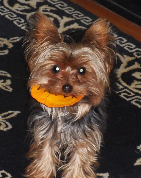 Miniature Yorkshire Terrier: What Is Your Yorkie Doing For Halloween?