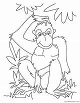 Ape Coloring Page Gorilla Printable Sheets Chimpanzee In Reflection  sketch template