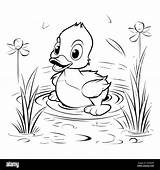 Baby Duck Coloring Pages Drawing For Kids Stock Vector Image & Art  Alamy sketch template