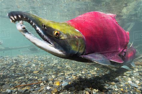 Portrait of a sockeye salmon (Oncorhynchus nerka); Cordova, Alaska, United States of America ...