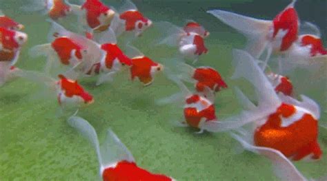 tumblr_ndgn1ujWUF1rxaufqo4_500.gif 500×278 pixels | Planted aquarium, Goldfish, Fish