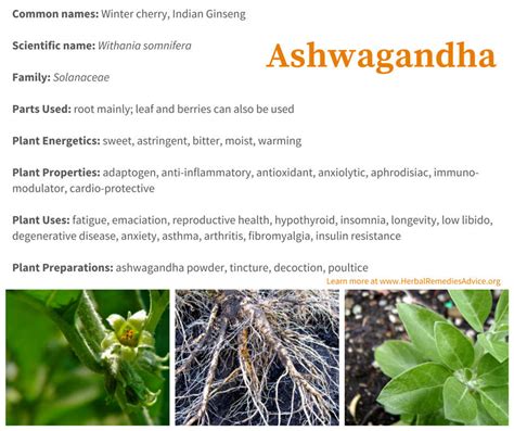 Ashwagandha Benefits