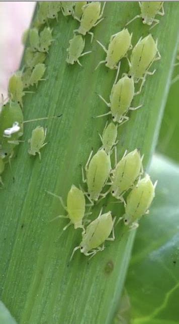 Life Cycle of an Aphid | What are Aphids or Plant Lice