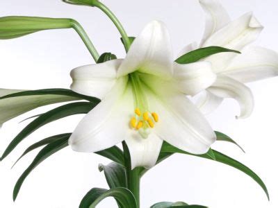 How To Care For Easter Lily Indoors