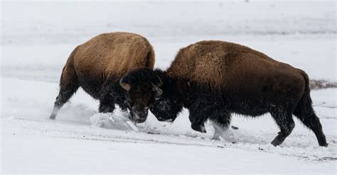 Bison vs. Buffalo: 6 Key Differences