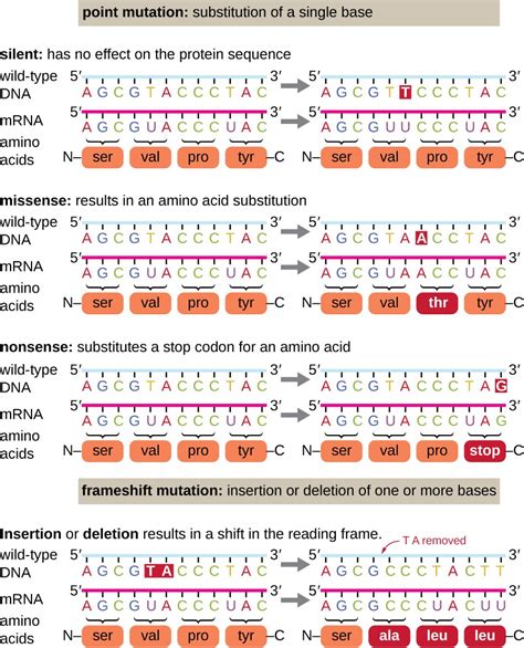 Mutations | Microbiology | | Course Hero