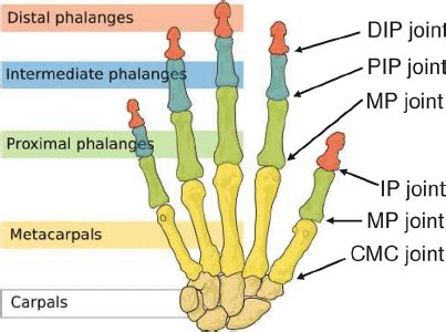 Anatomy Of Thumb Joint