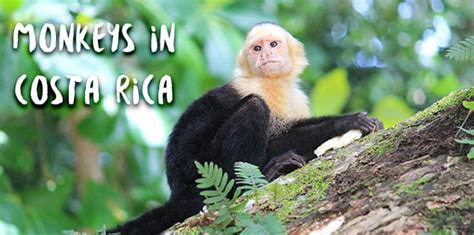 Where to See the Four Species of Monkeys in Costa Rica