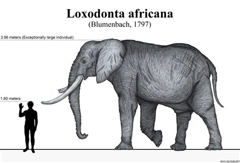 The African Bush Elephant by Paleonerd01 on DeviantArt