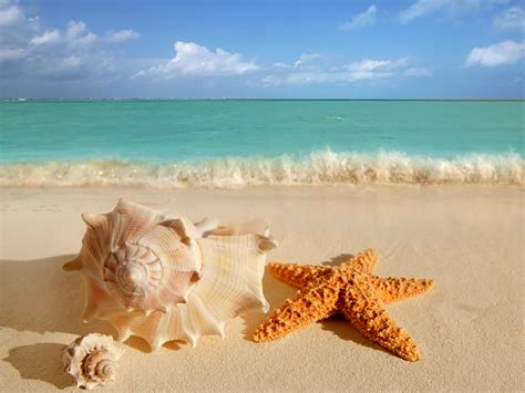 sugar starfish (by lizzy) - Ivey League Animal Wiki