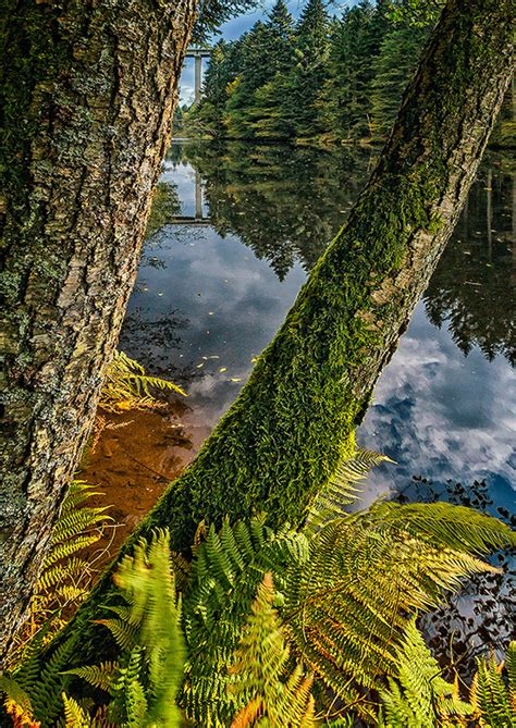 Nationalpark Bavarian Forest on Behance