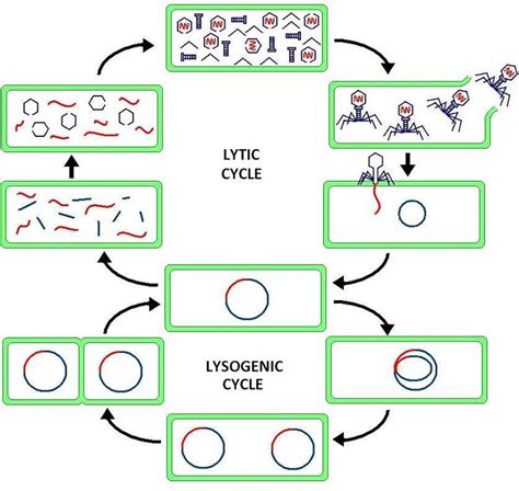 Difference Between Lytic and Lysogenic Cycle of Bacteriophage | Compare the Difference Between ...