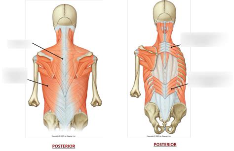 posterior accessory muscles of respiration (HARC RESP YR2) Diagram | Quizlet