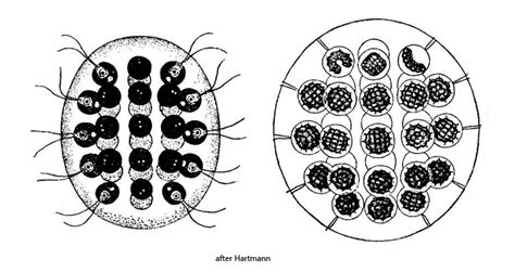 Eudorina elegans – Real Micro Life