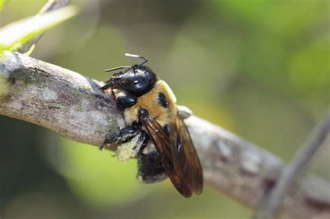 What Time Do Carpenter Bees Go To Bed at Georgia Wilson blog