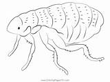 Flea Coloring Page For Kids  Free Fleas Printable Coloring Pages sketch template
