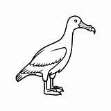 Premium Vector  Albatross Coloring Pages Albatross Outline For sketch template