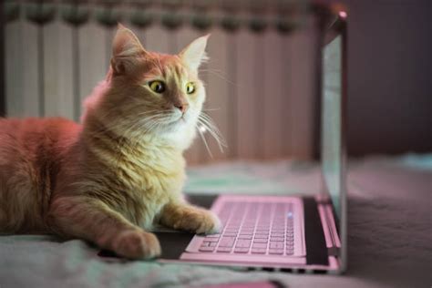 Top 60 Cat Computer Stock Photos, Pictures, and Images - iStock