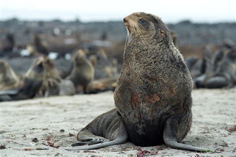 Rescued northern fur seal pup recovering at Vancouver Aquarium | News