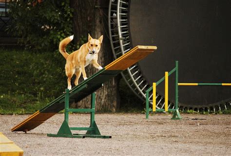 10 Questions to Ask Before Taking a Dog Agility Training Class | Natural Dog Owner