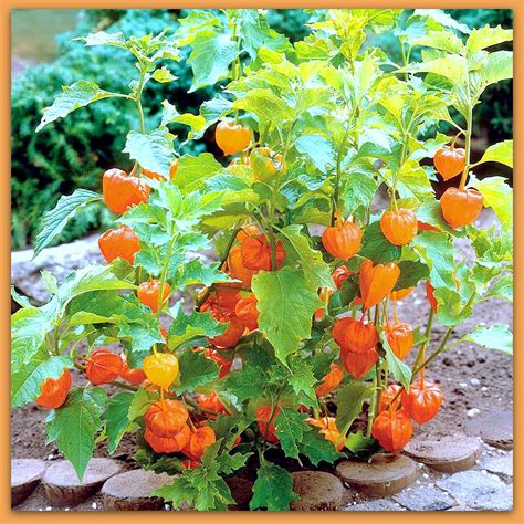 Animales y Plantas de Perú: Aguaymanto - Physalis peruviana - el Gran ...