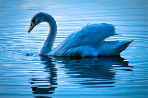 Blue Swan Photograph by Brian Stevens | Pixels