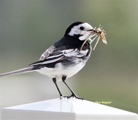 Pied Wagtail by Derrick Corney - BirdGuides