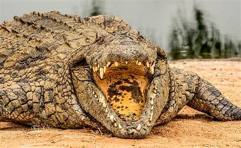 8 Interesting Facts About The Nile Crocodile - WorldAtlas.com