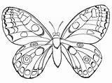 Free Butterfly Coloring Page  Printable Pages For Kids sketch template