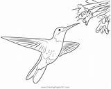 Hummingbird With Flowers Coloring Page For Kids  Free Swifts And sketch template