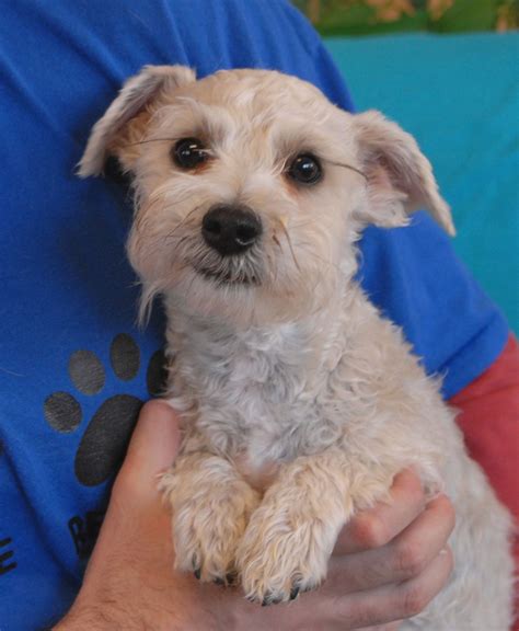 schnauzer maltese mix - Babylon Yahoo Search Results | Schnauzer mix, Lhasa apso puppies, Mini ...