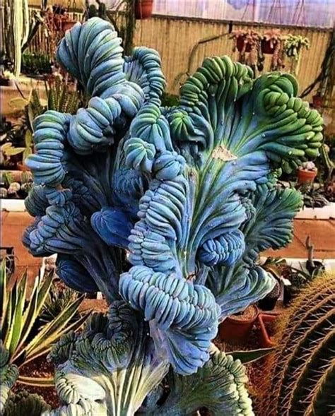 Blue Crest Cactus, Mexico | Succulents, Plants, Unusual plants