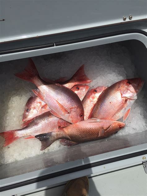 In South Louisiana, Seafood Means Hope | Southern Fried Science