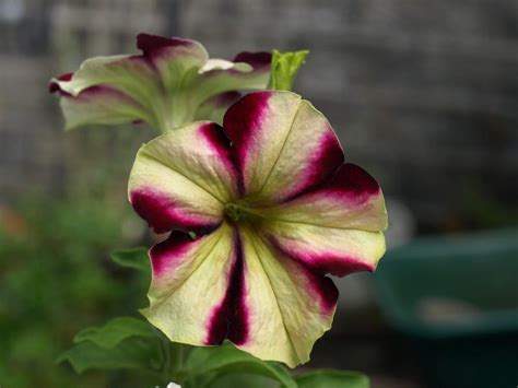 Petunias: Plant Care and Collection of Varieties - Garden.org