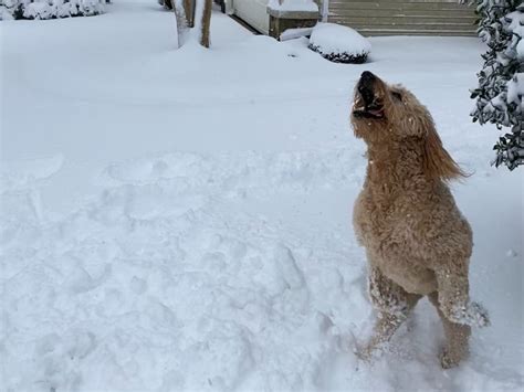 Vienna: See Jan. 3 Snow Day Photos, Snowfall Estimate | Vienna, VA Patch