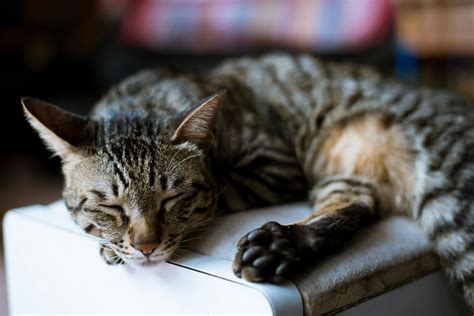 Tabby Cat · Free Stock Photo