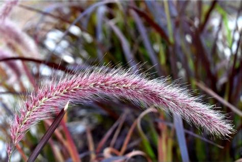 All about Purple fountain grass – Home Gardening Info