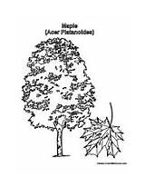 Sugar Maple Tree Coloring Sheet sketch template